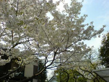 のぶちんのツボ-桜