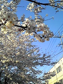 のぶちんのツボ-桜